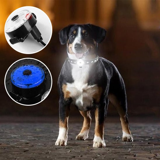 collier chien - Lumi - attache - Le Chihuahua Voyageur