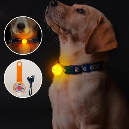 collier chien - Lumi - attache - Le Chihuahua Voyageur