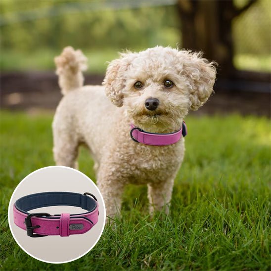 collier chien - respirant - Le Chihuahua Voyageur