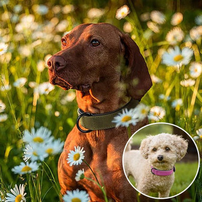 collier chien - respirant - Le Chihuahua Voyageur