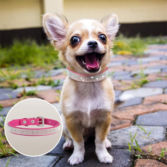 collier chien - strass - Le Chihuahua Voyageur