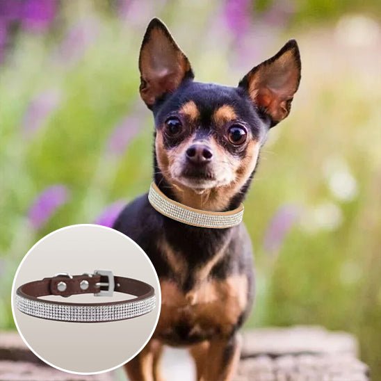 collier chien - strass - Le Chihuahua Voyageur