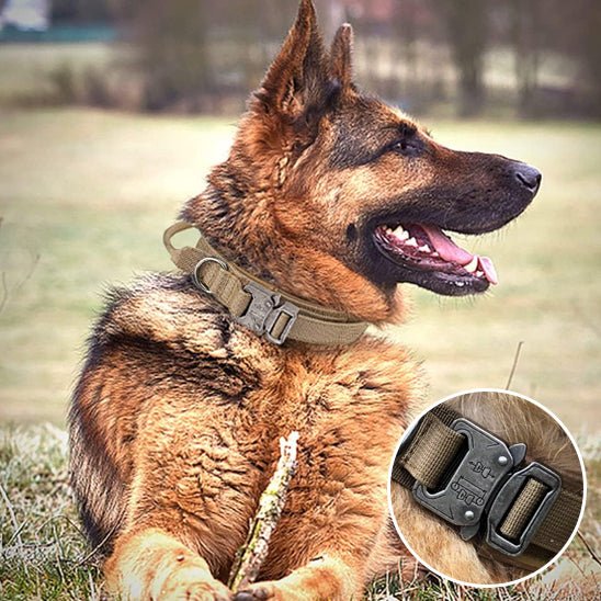 collier chien - tactique - Le Chihuahua Voyageur