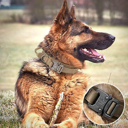 collier chien - tactique - Le Chihuahua Voyageur
