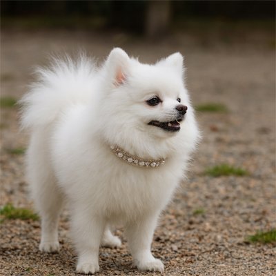 Collier Chien