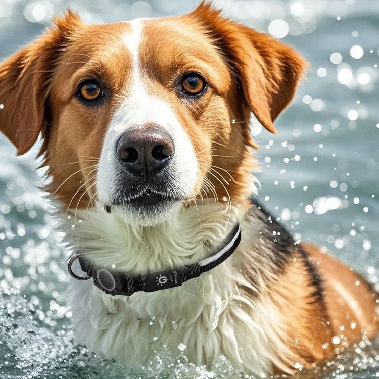 Collier GPS chien | TrackPet - Le Chihuahua Voyageur