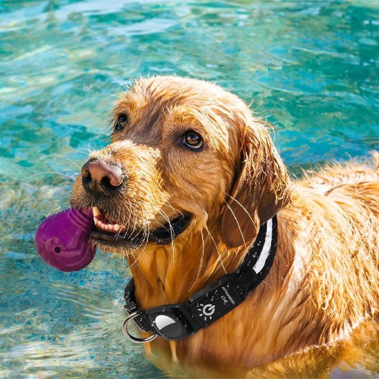 Collier GPS chien | TrackPet - Le Chihuahua Voyageur