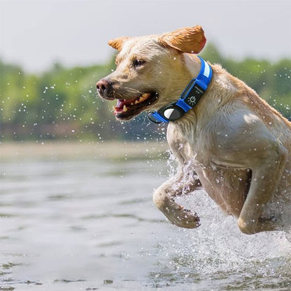 Collier GPS chien | TrackPet - Le Chihuahua Voyageur