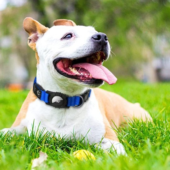 Collier GPS chien | TrackPet - Le Chihuahua Voyageur