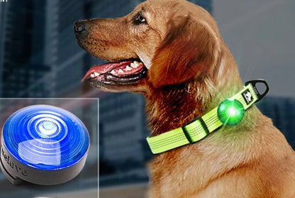 Collier lumineux pour chien - Truelove Safety LED Light - Le Chihuahua Voyageur