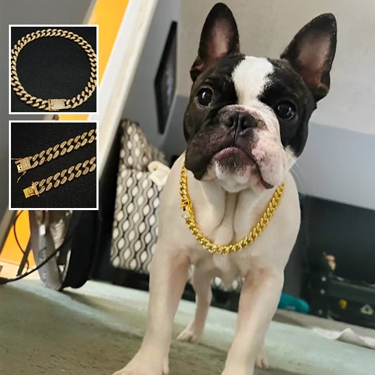 Collier pour chien - Pure Diamants - Le Chihuahua Voyageur