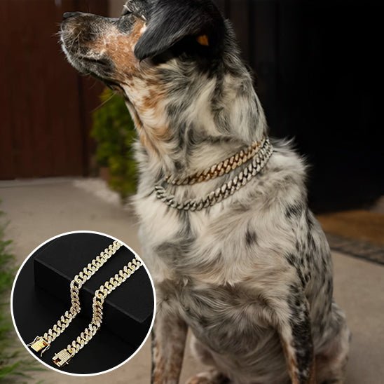 Collier pour chien - Pure Diamants - Le Chihuahua Voyageur