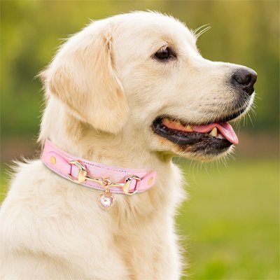 Collier pour Chien | Résistant et Confortable - Le Chihuahua Voyageur