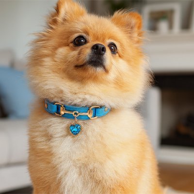 Collier pour Chien | Résistant et Confortable - Le Chihuahua Voyageur