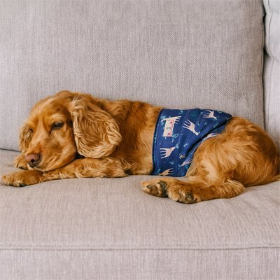 Couche incontinence pour chien | Hygiénique Ajustable - Le Chihuahua Voyageur