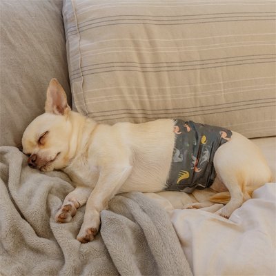 Couche incontinence pour chien | Hygiénique Ajustable - Le Chihuahua Voyageur