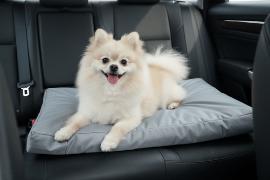 Coussin pour Chien Orthopédique | ComfortPlus - Le Chihuahua Voyageur