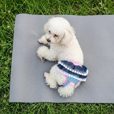 Culotte chien | Lavable et Confortable - Le Chihuahua Voyageur