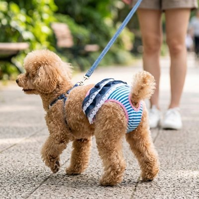 Culotte chien | Lavable et Confortable - Le Chihuahua Voyageur