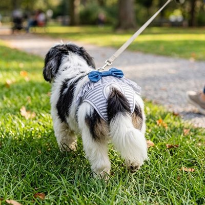 Culotte chien | Lavable et Confortable - Le Chihuahua Voyageur