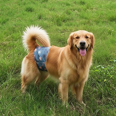Culotte pour chien | Lavable et Étanche - Le Chihuahua Voyageur