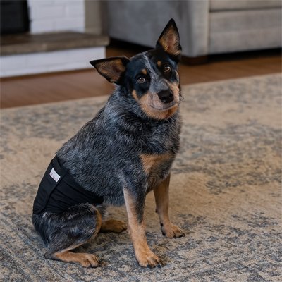 Culotte pour chien​