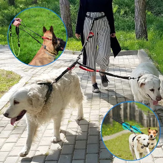 Double laisse pour chien | Anti-emmêlement - Le Chihuahua Voyageur