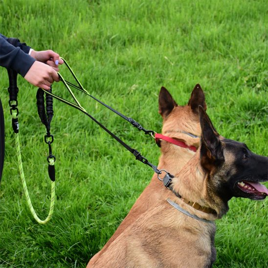 Double laisse pour chien