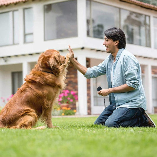 Équipement de dressage pour chiens à double tête anti - aboiement - Le Chihuahua Voyageur