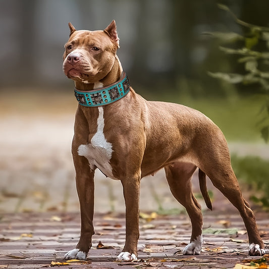 Collier cuir chien- studded leather collar