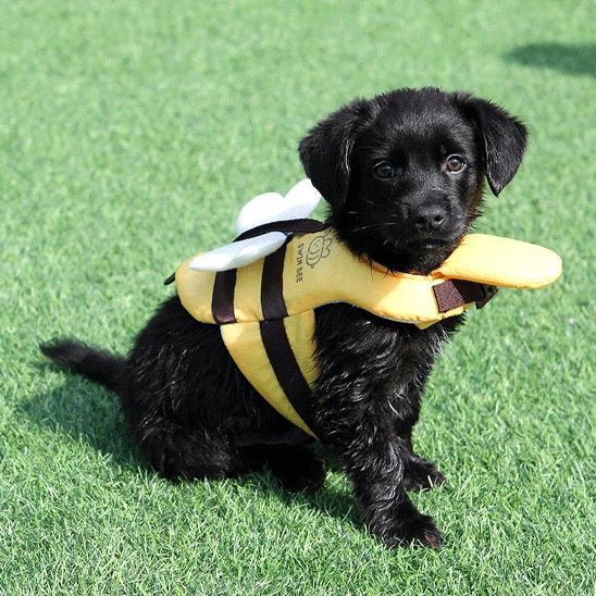Gilet de sauvetage chien | Flottabilité optimale - Le Chihuahua Voyageur