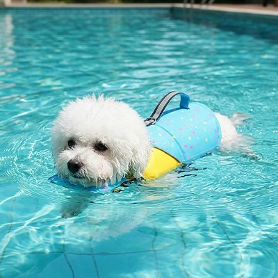 Gilet de sauvetage Chien | Flottabilité Optimale - Le Chihuahua Voyageur
