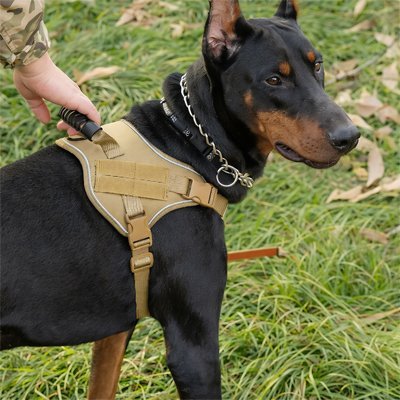 Harnais chien | Anti-Traction - Le Chihuahua Voyageur