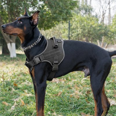 Harnais chien | Anti-Traction - Le Chihuahua Voyageur