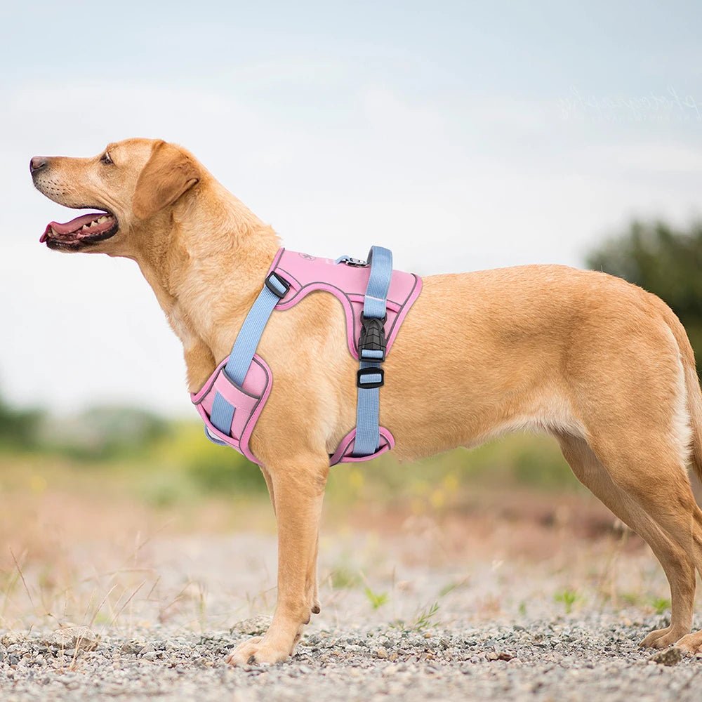 Harnais chien anti traction - Robuste Didog - Le Chihuahua Voyageur