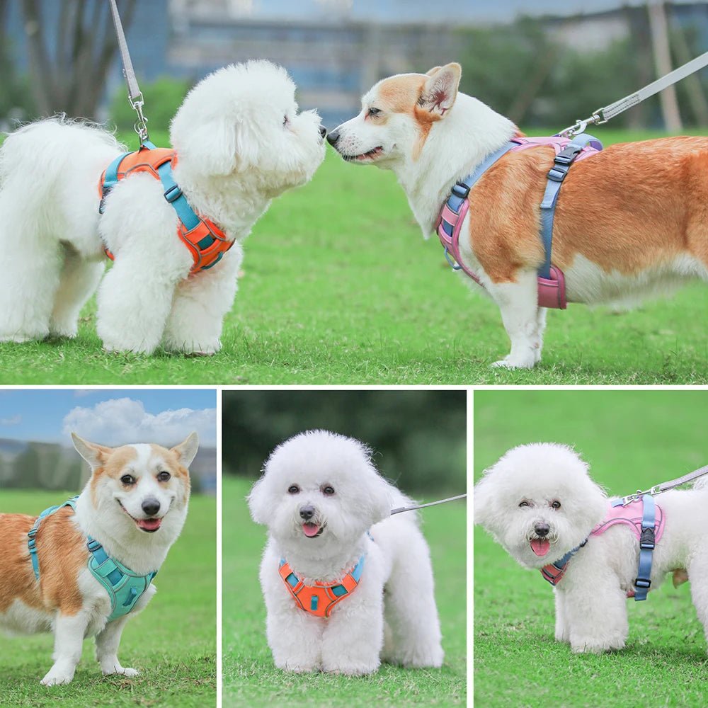 Harnais chien anti traction - Robuste Didog - Le Chihuahua Voyageur