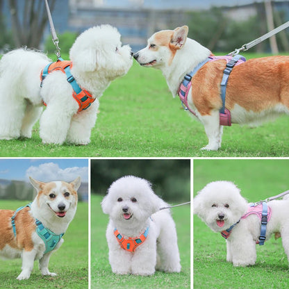 Harnais chien anti traction - Robuste Didog - Le Chihuahua Voyageur