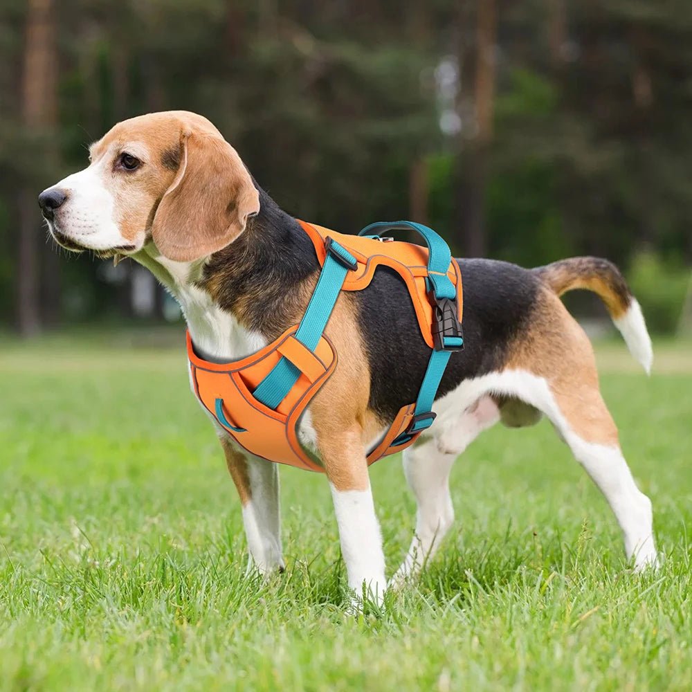 Harnais chien anti traction - Robuste Didog - Le Chihuahua Voyageur