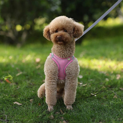 Harnais chien - CDDMPET Set Outdoor - Le Chihuahua Voyageur