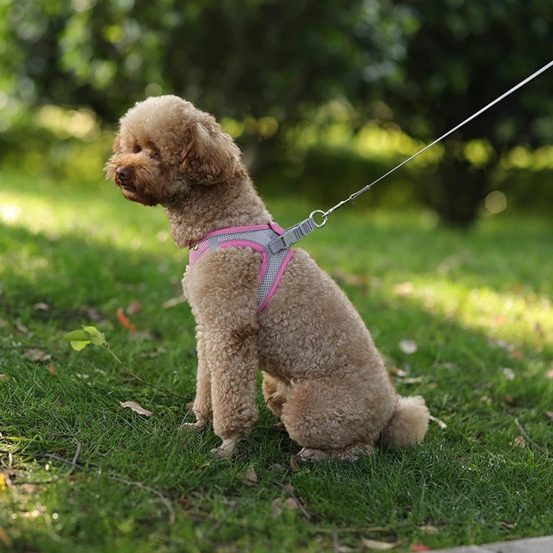 Harnais chien - CDDMPET Set Outdoor - Le Chihuahua Voyageur