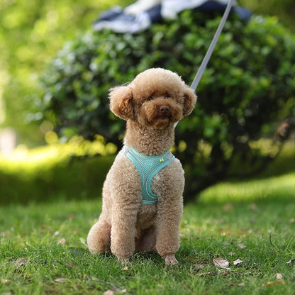 Harnais chien - CDDMPET Set Outdoor - Le Chihuahua Voyageur