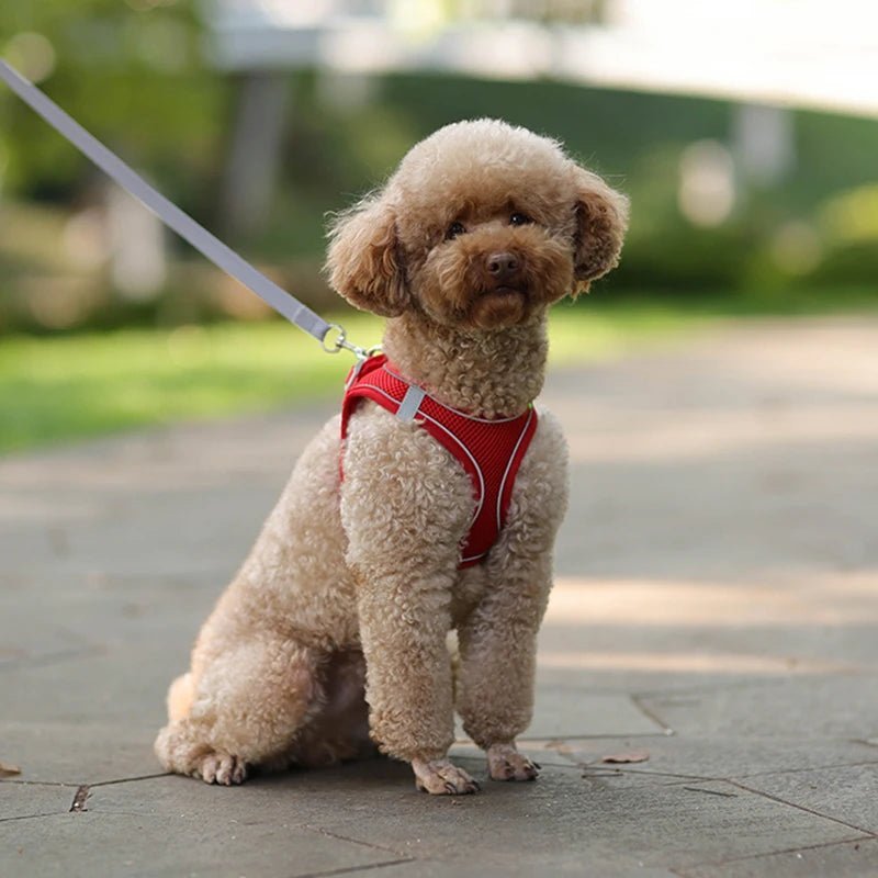 Harnais chien - CDDMPET Set Outdoor - Le Chihuahua Voyageur