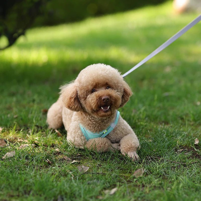 Harnais chien - CDDMPET Set Outdoor - Le Chihuahua Voyageur