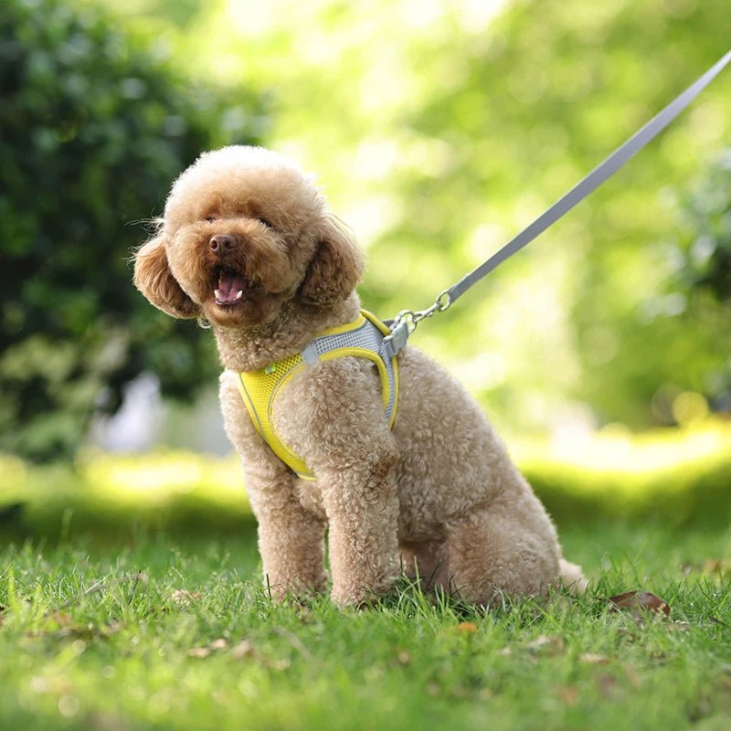 Harnais chien - CDDMPET Set Outdoor - Le Chihuahua Voyageur
