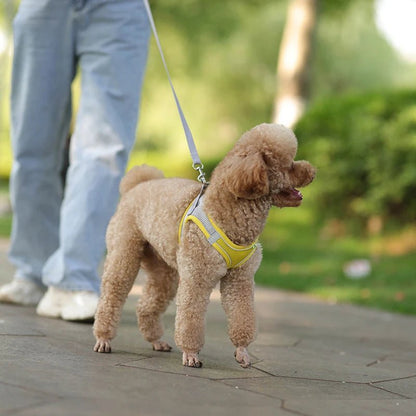 Harnais chien - CDDMPET Set Outdoor - Le Chihuahua Voyageur