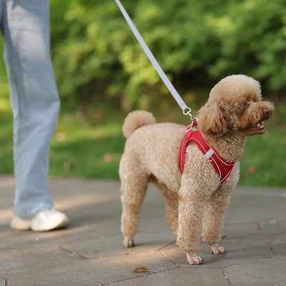 Harnais chien - CDDMPET Set Outdoor - Le Chihuahua Voyageur