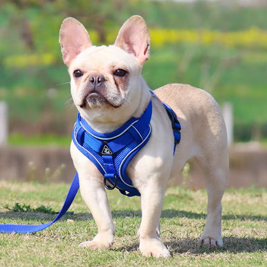 Harnais chien anti traction- PETCUTE