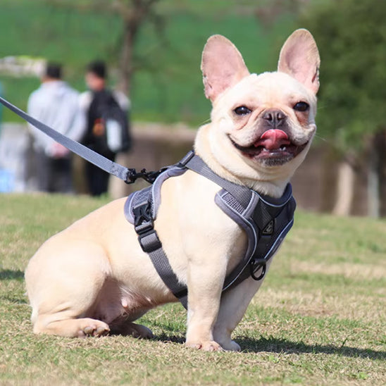 Harnais chien anti traction- PETCUTE