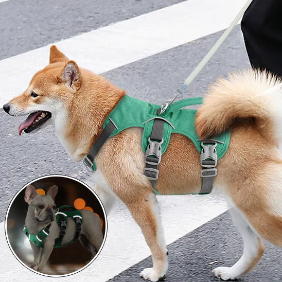Harnais chien-Trois sangles