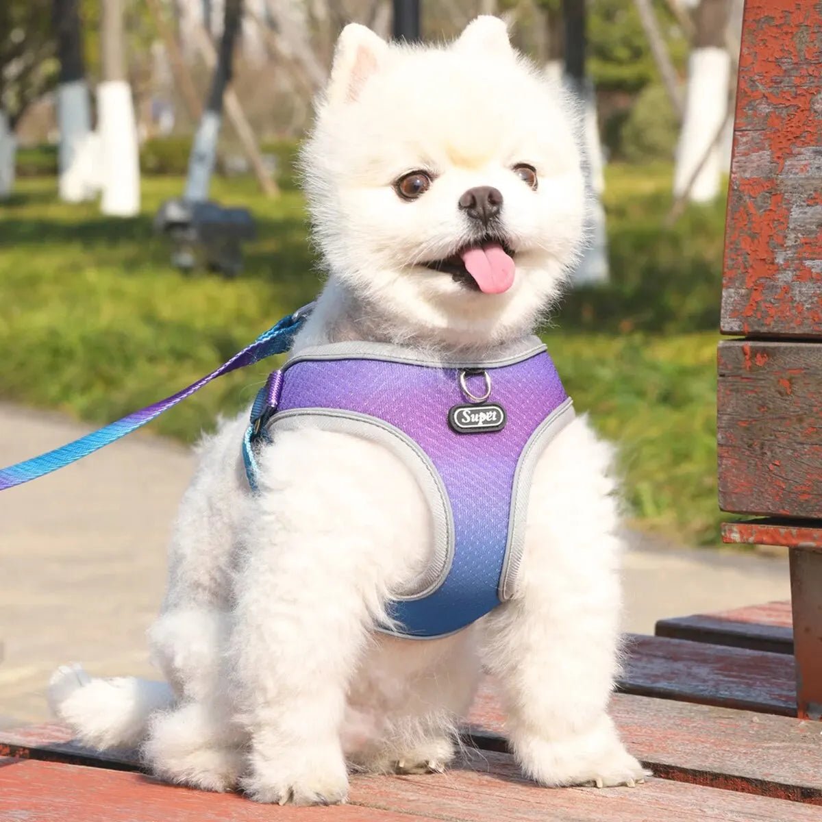 Harnais chien - Supet - Le Chihuahua Voyageur
